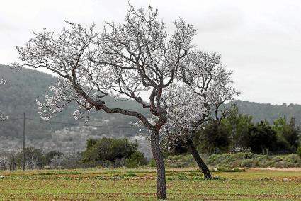 Plantaciones piloto de almendro en el Pla de Corona