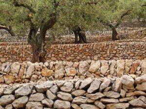 Jornada de restauración de pared de piedra seca